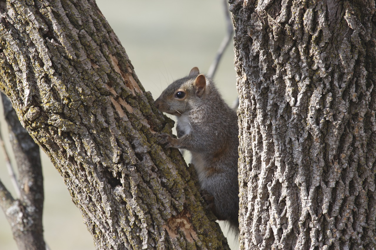 squirrel  animal  rodent free photo