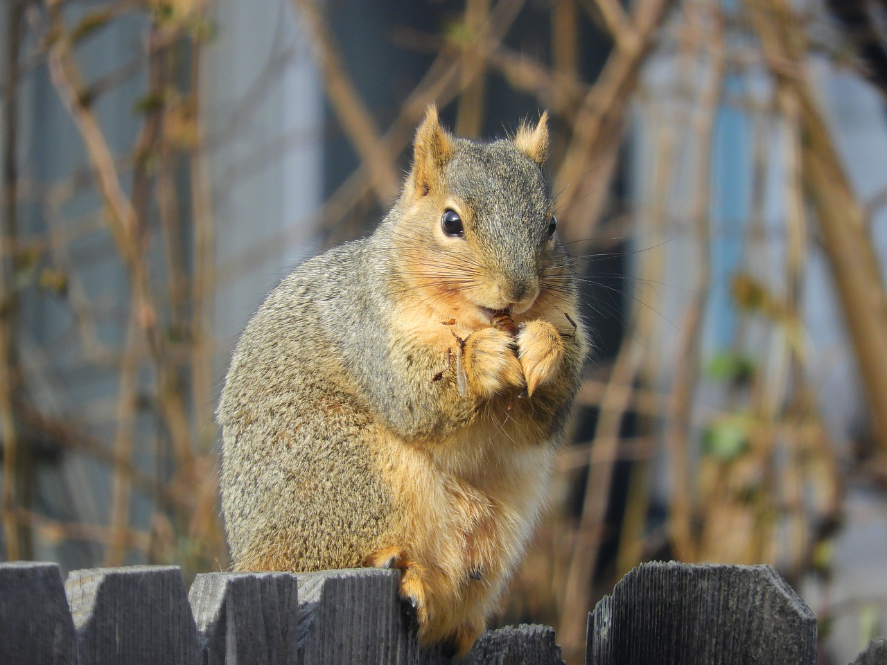 squirrel  nut  eating free photo