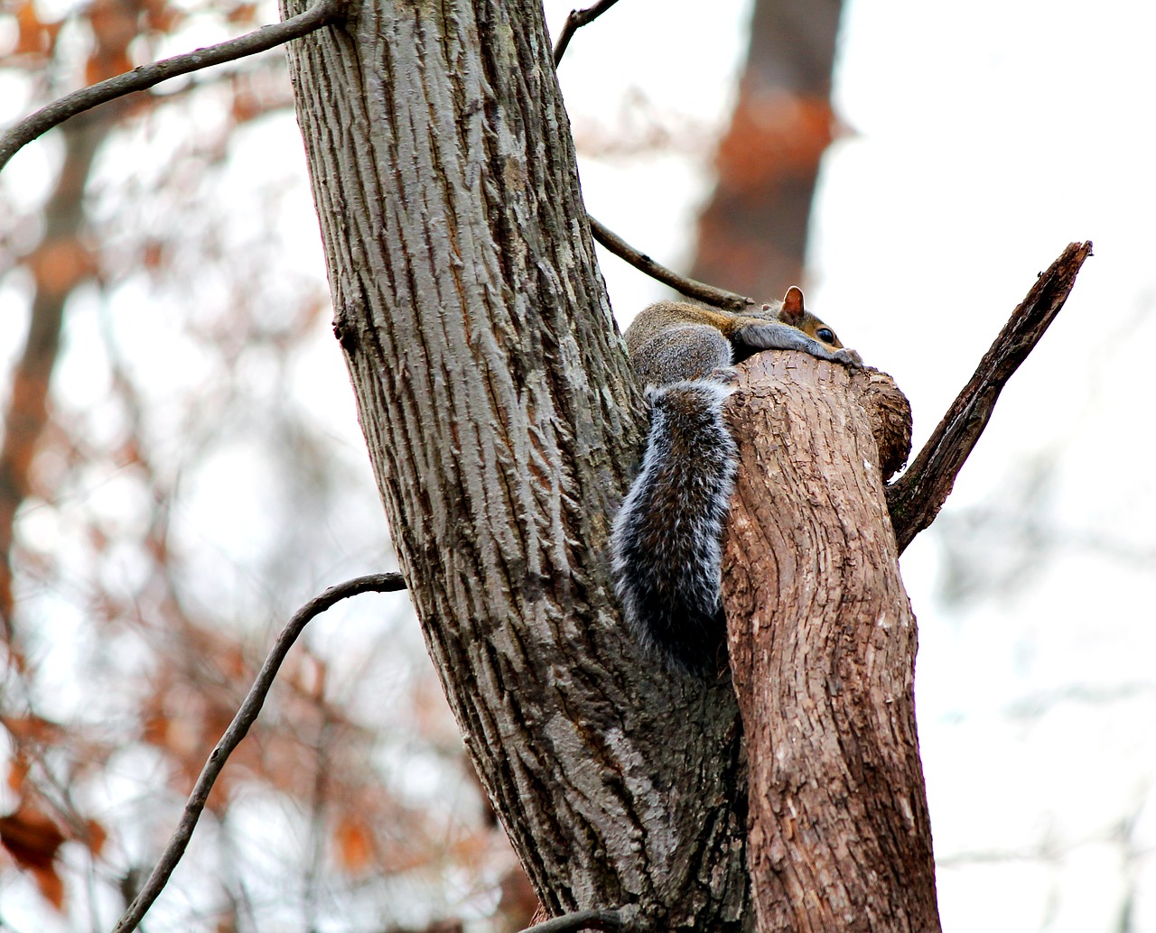 squirrel  nature  animal free photo