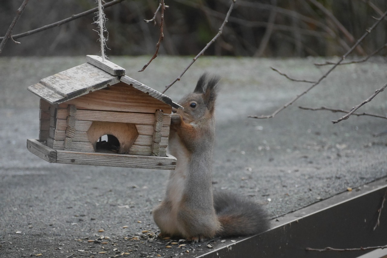 squirrel  birdhouse  hungry free photo