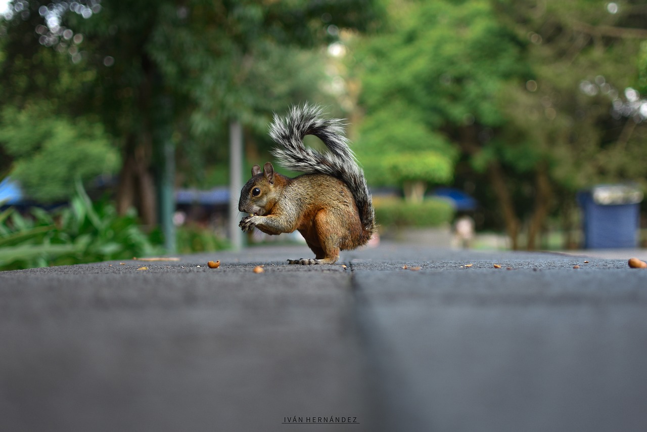 squirrel  animal  rodent free photo