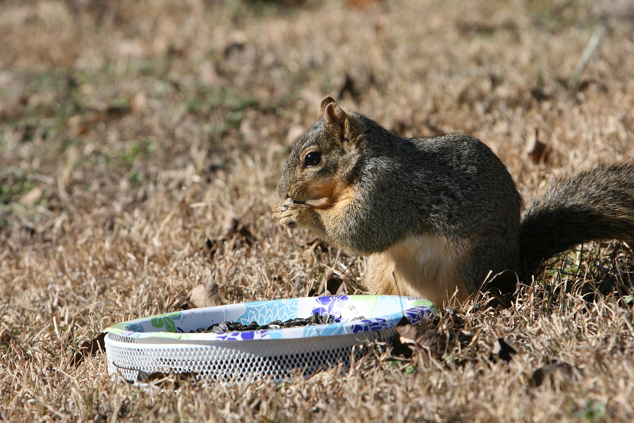 squirrel  backyard  eating free photo