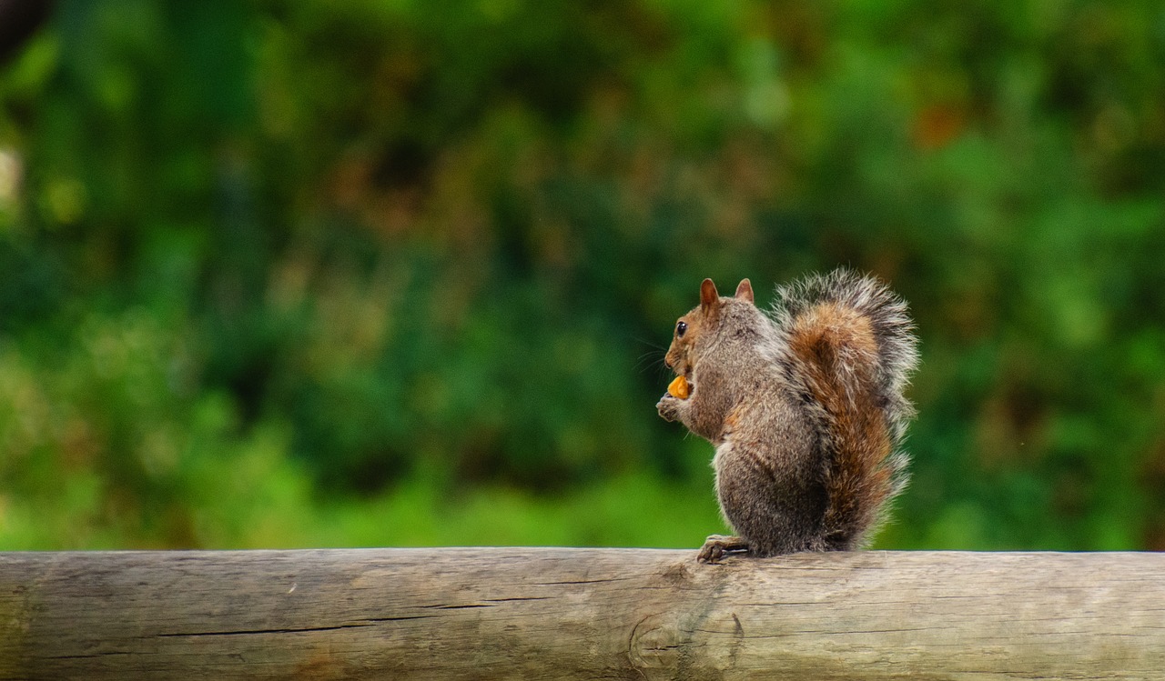 squirrel  park  fence free photo