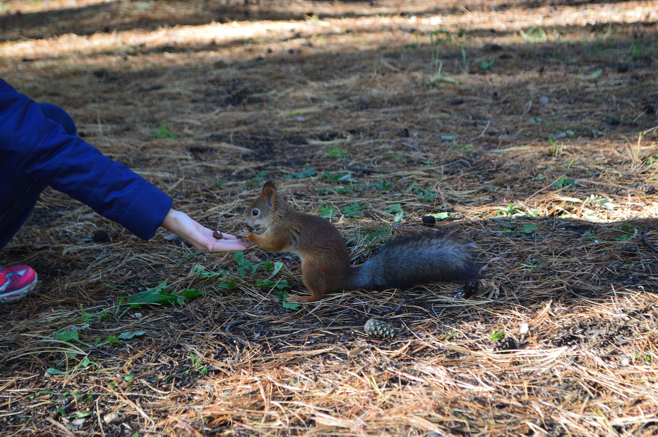 squirrel  nature  forest free photo