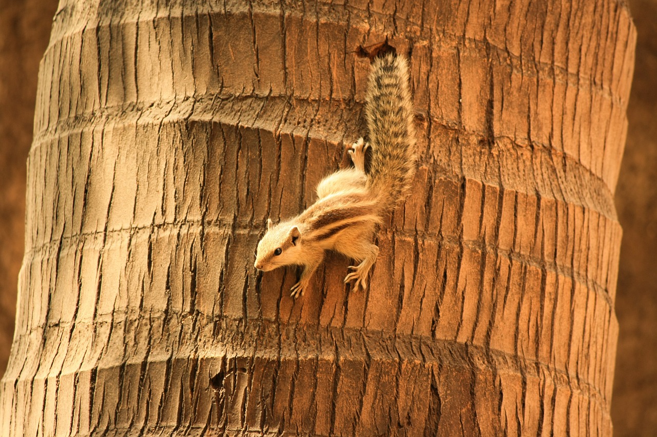 squirrel palm tree climbing free photo