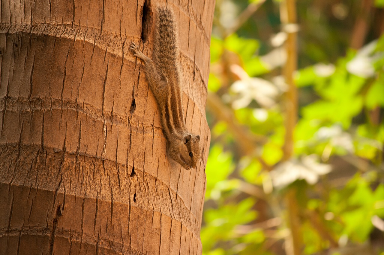 squirrel palm tree climbing free photo