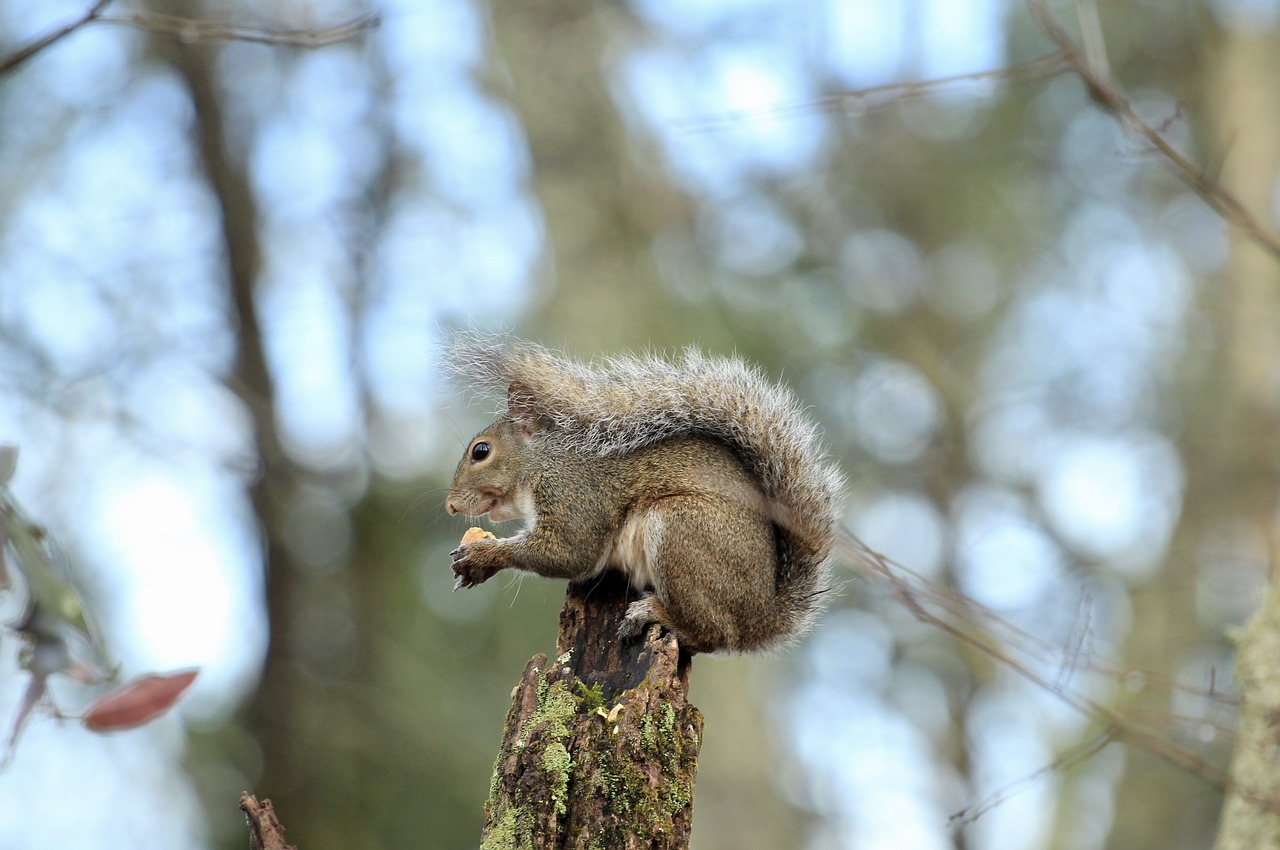 squirrel  animal  nature free photo