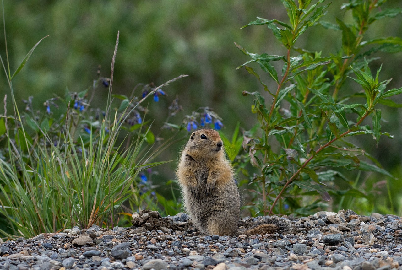 squirrel  arctic  ground free photo