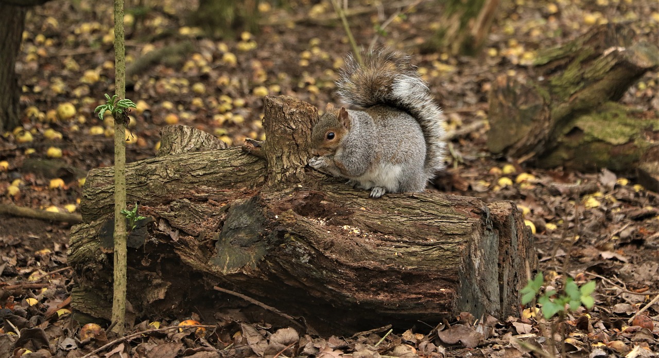 squirrel  trees  nature free photo