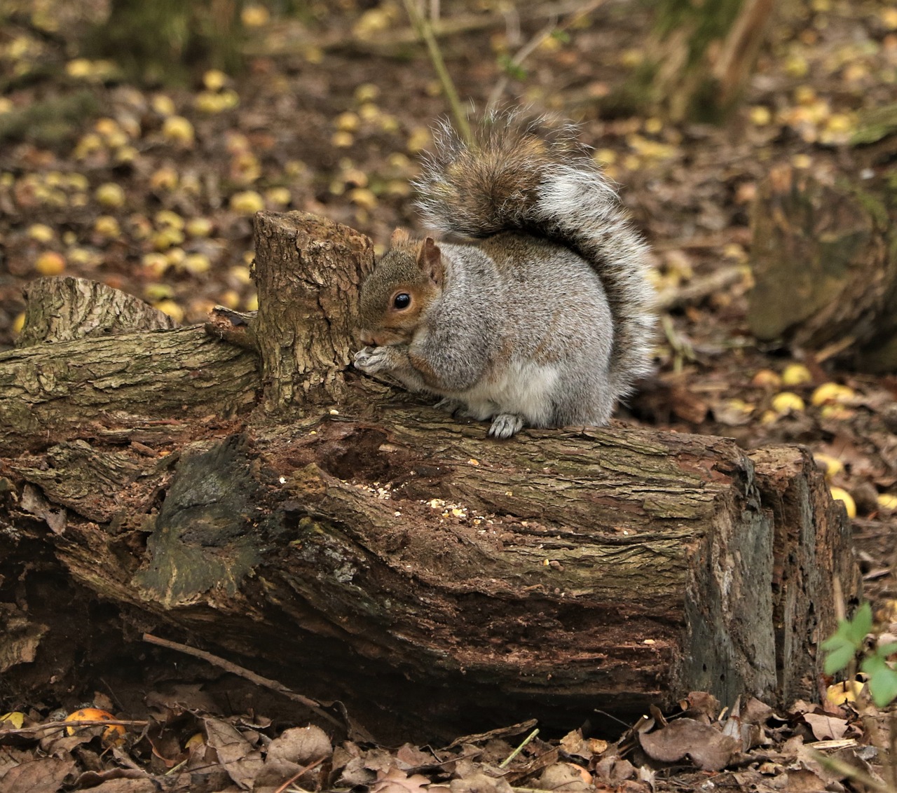 squirrel  feeding  nature free photo