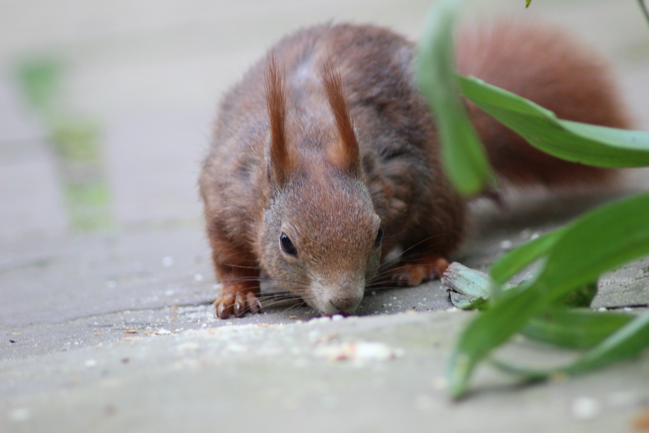 squirrel  creature  nager free photo