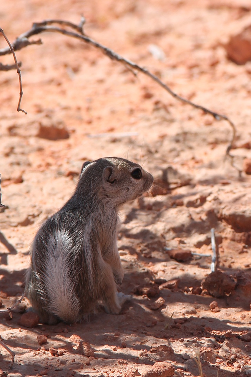 squirrel  red  nature free photo