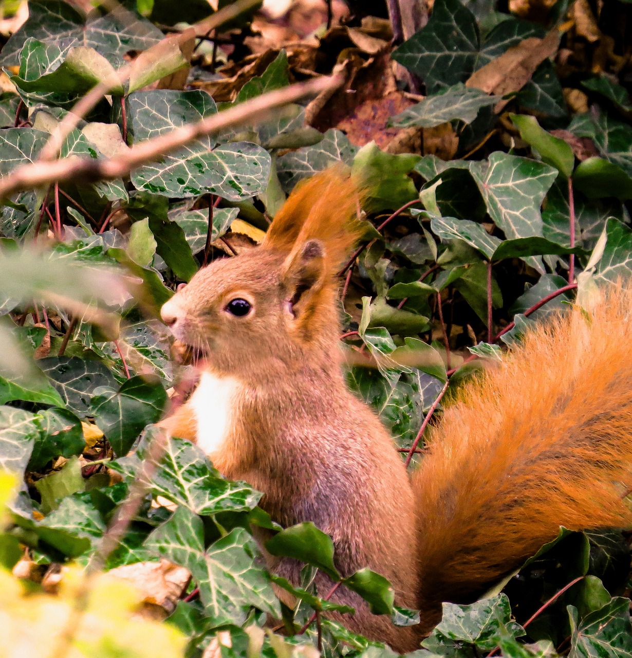 squirrel  animal  rodent free photo