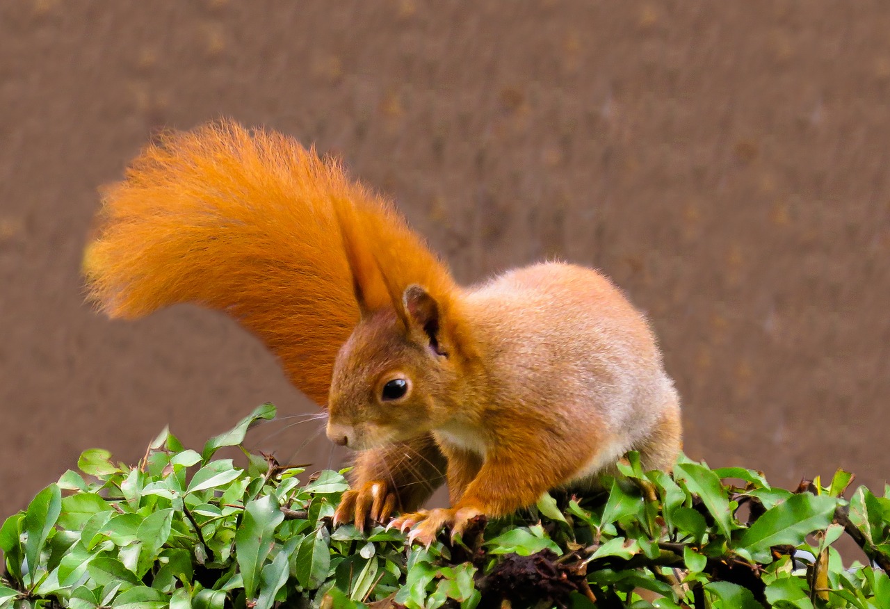 squirrel  animal  rodent free photo