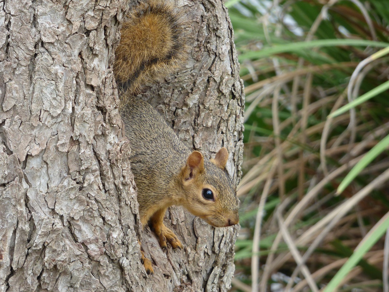 squirrel  tree  park free photo