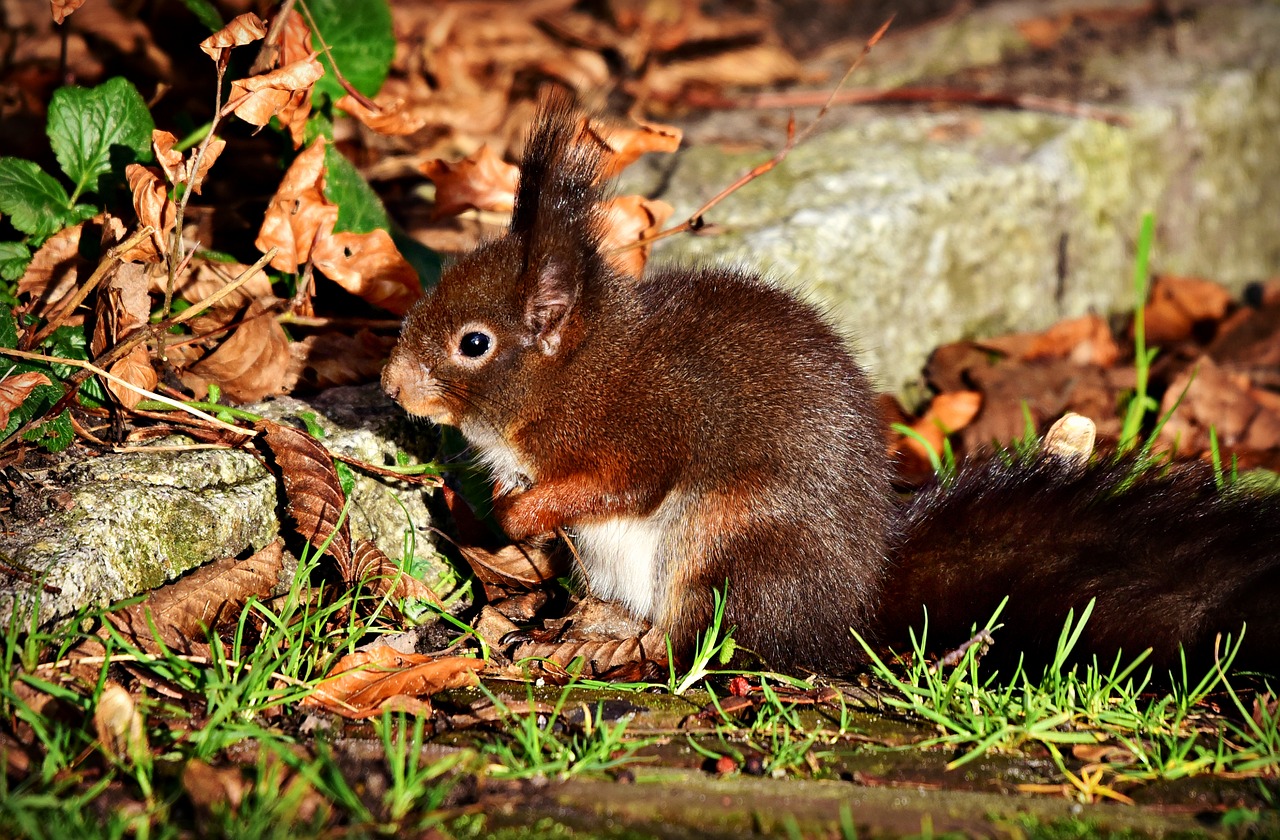 squirrel  animal  mammal free photo