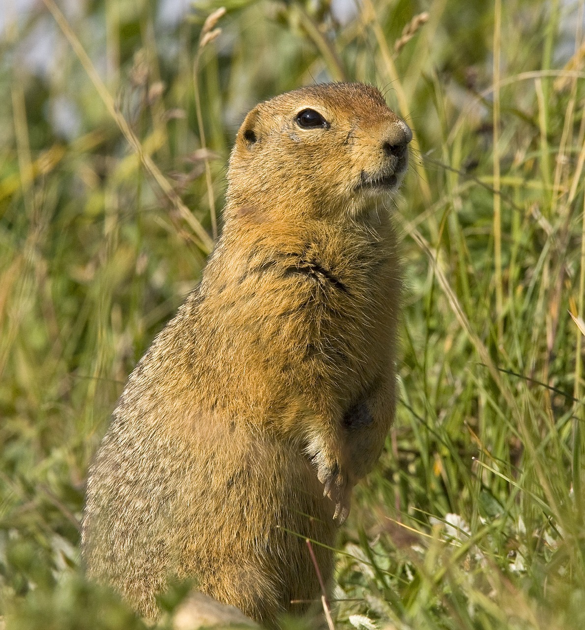 squirrel  ground  wildlife free photo