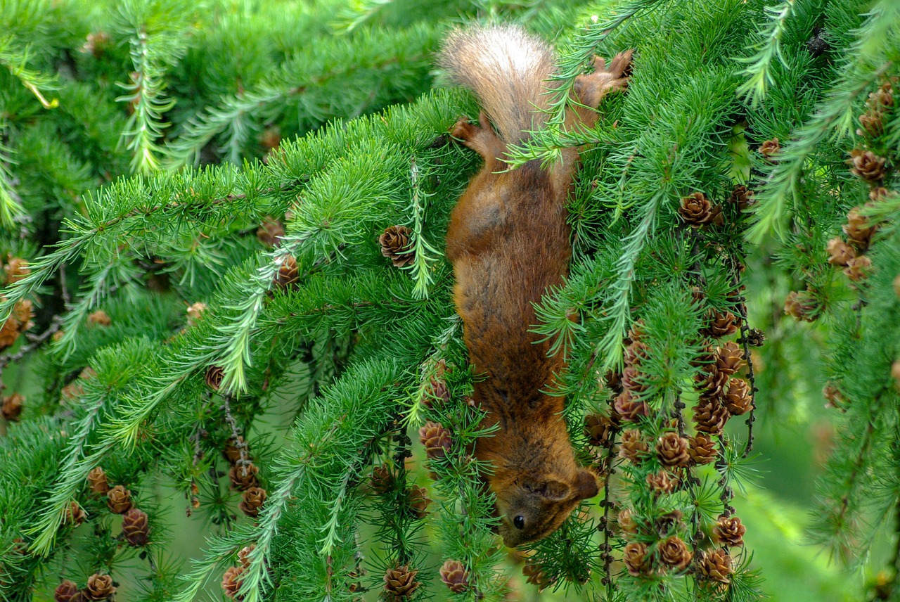 squirrel  cone  eat free photo