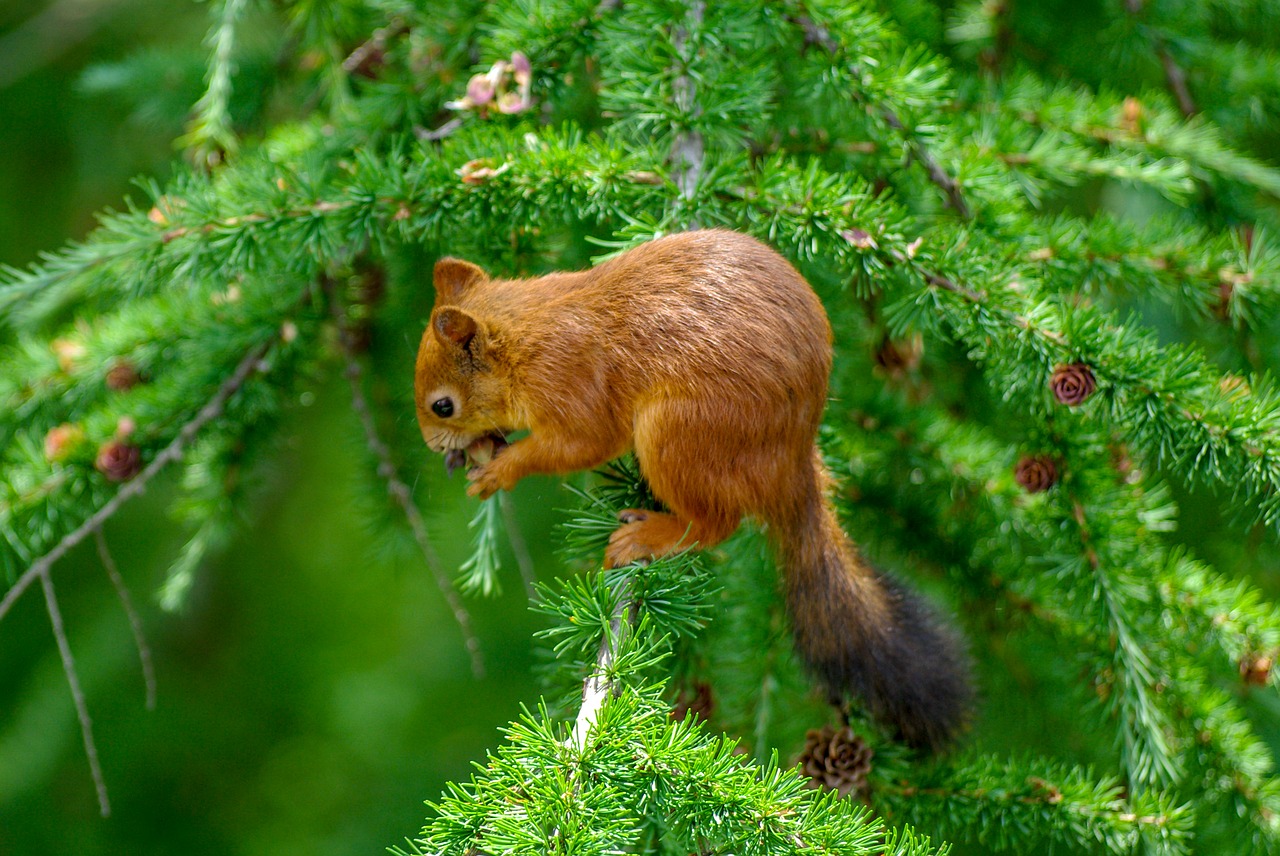 squirrel  nature  eat free photo