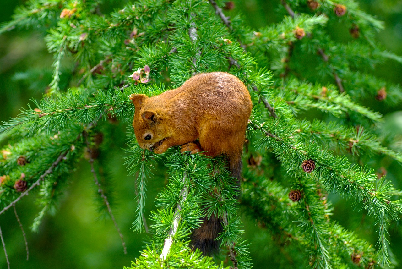 squirrel  eat  cute free photo