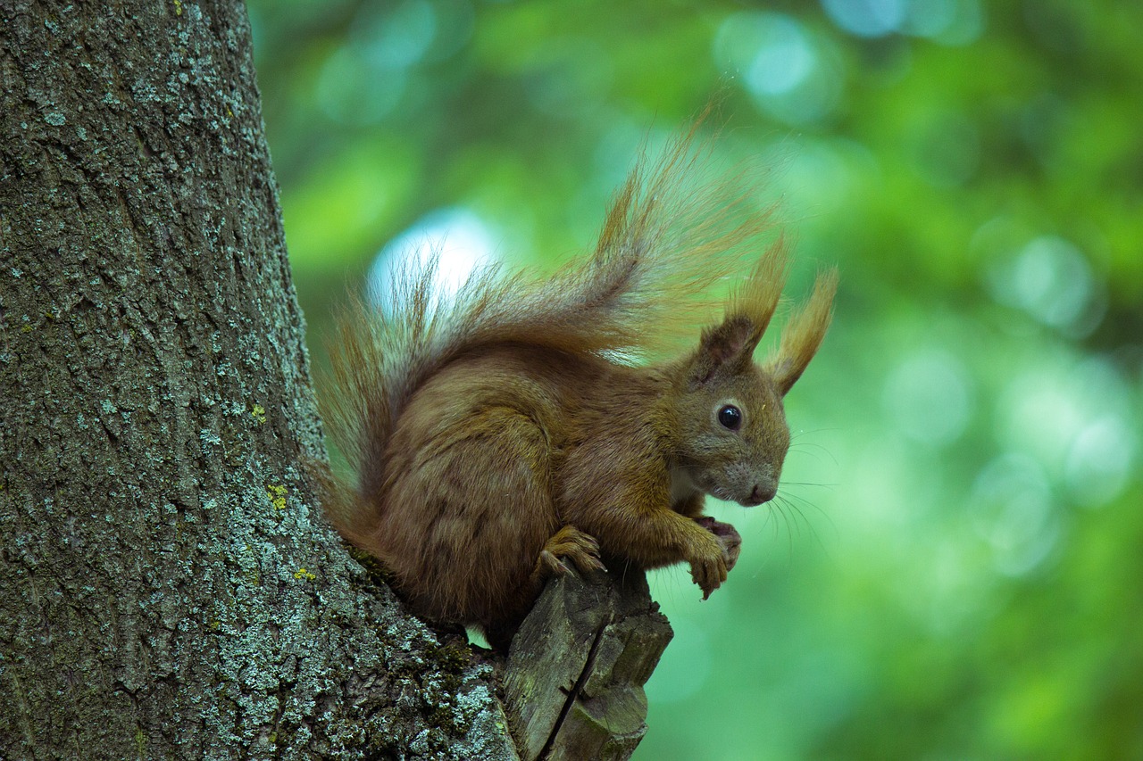 squirrel  tree  animal free photo