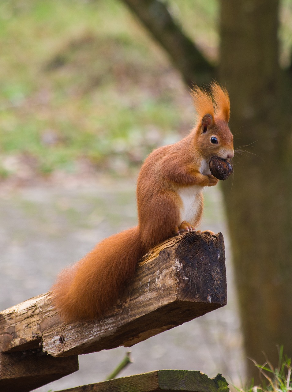 squirrel  red  nut free photo