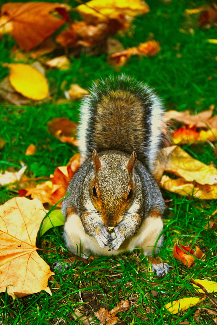squirrel  animal  cute free photo