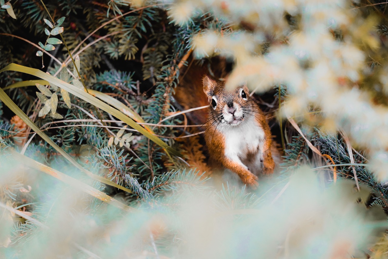 squirrel  sweet  cute free photo