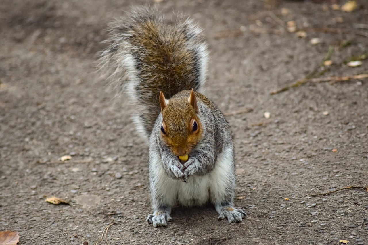 squirrel  animal  rodent free photo