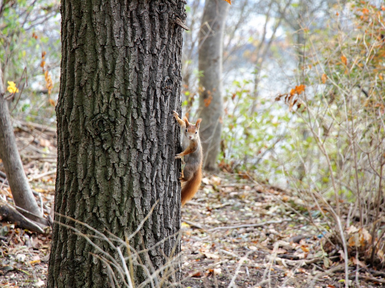 squirrel  autumn  nature free photo