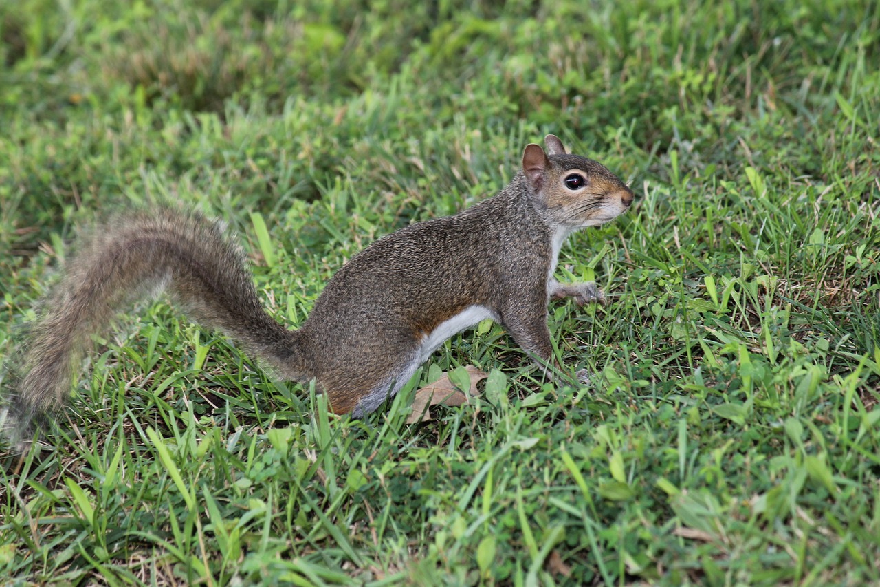 squirrel  critter  wildlife free photo