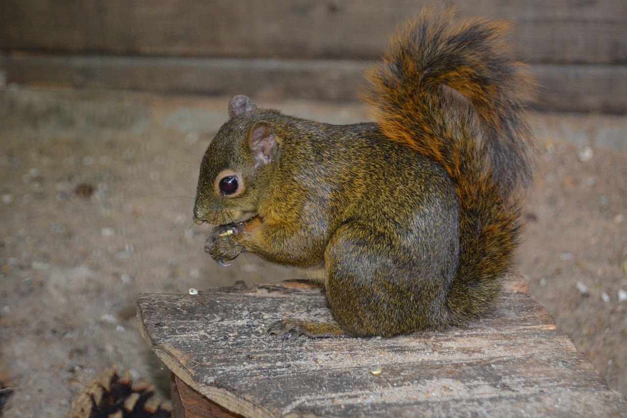 squirrel croissant nut free photo