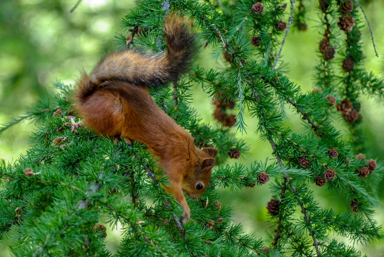 squirrel  to reach  search free photo