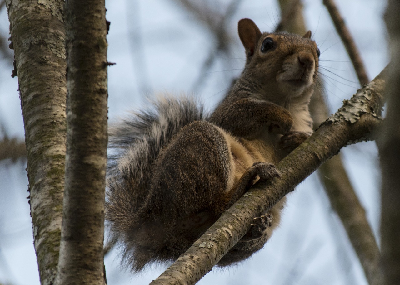 squirrel  tree  animal free photo