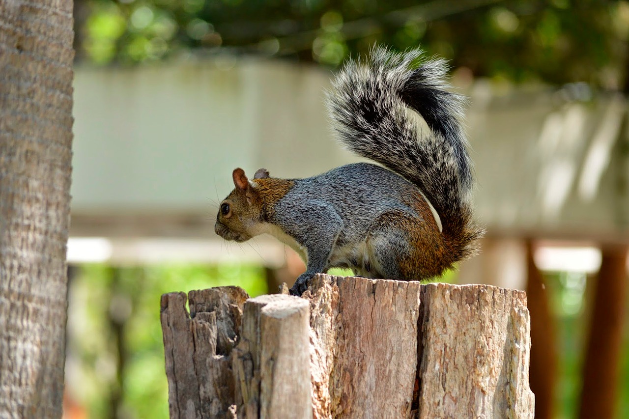 squirrel  rodent  forest free photo