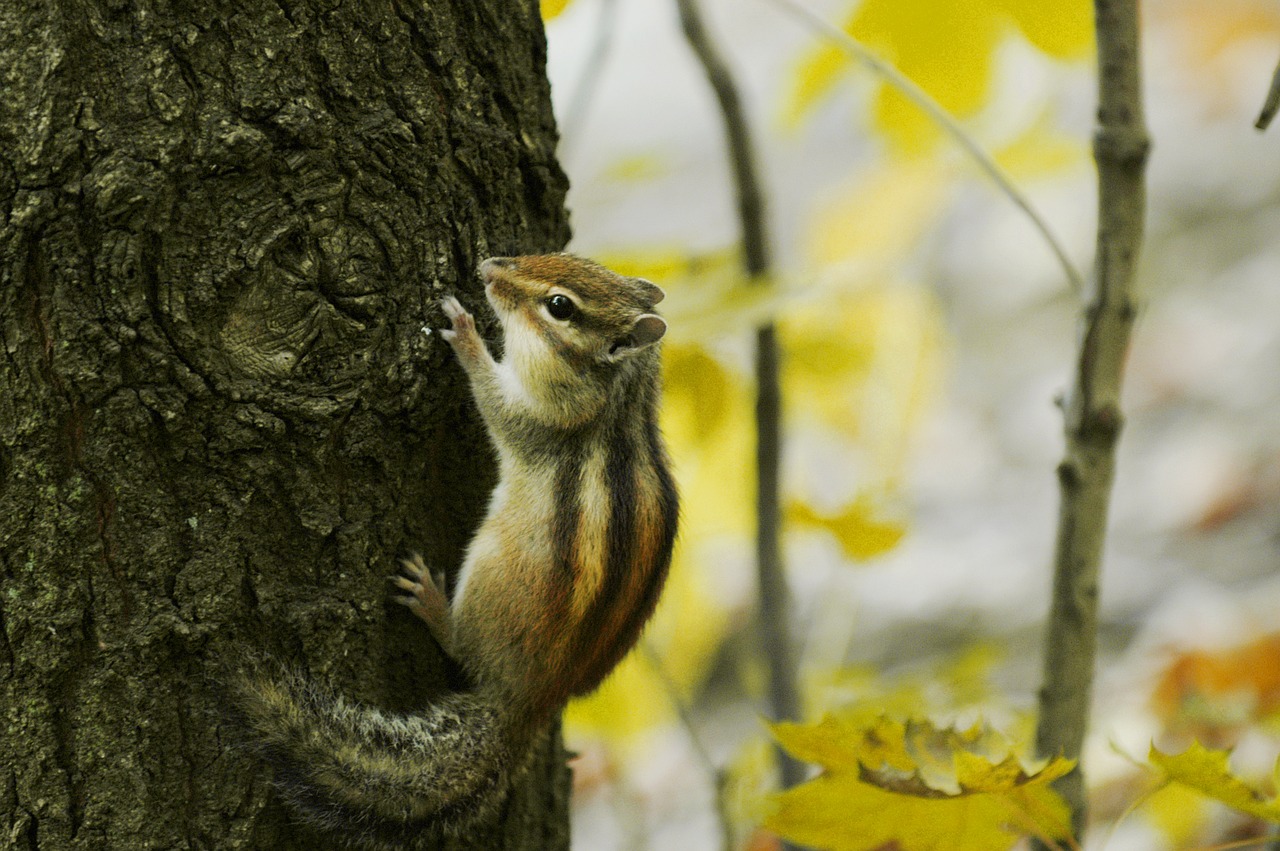 squirrel  nature  forest free photo