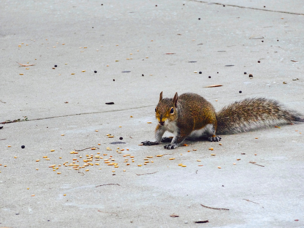 squirrel  animal  rodent free photo