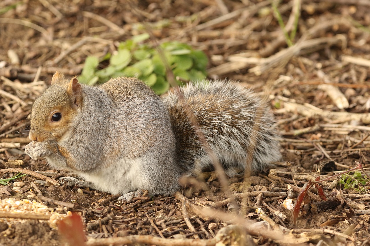 squirrel  feeding  nature free photo