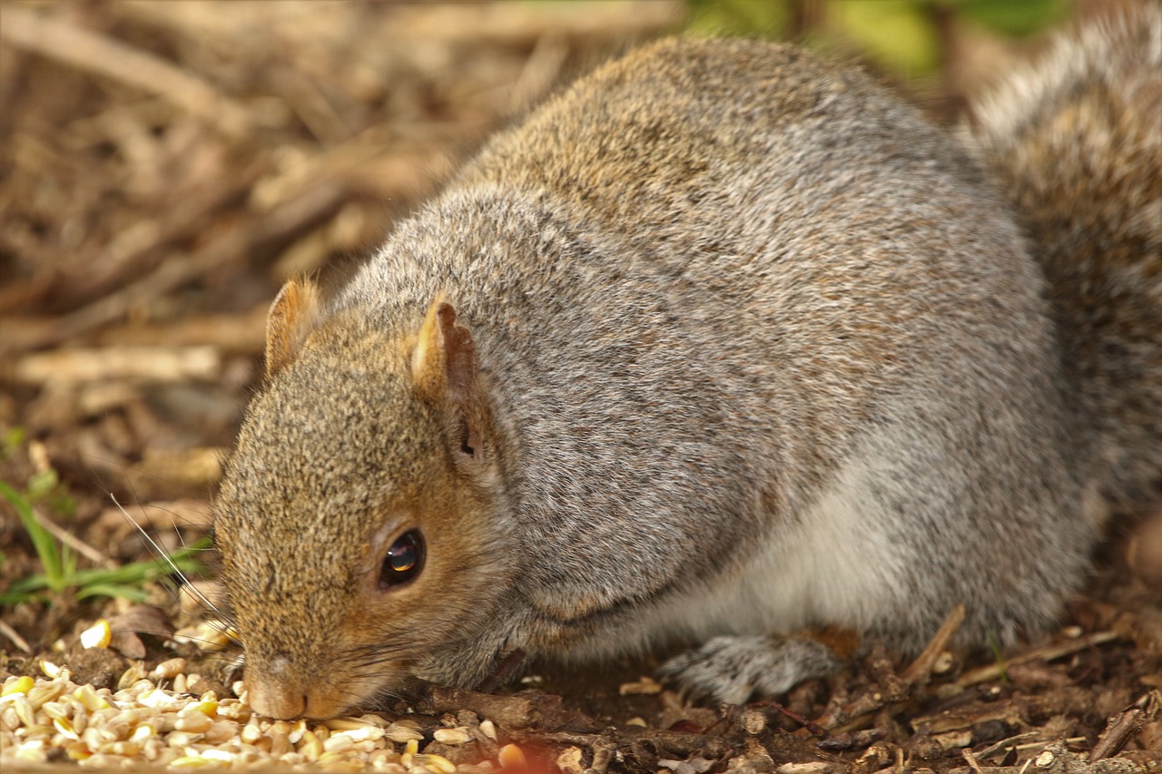 squirrel  rodent  nature free photo