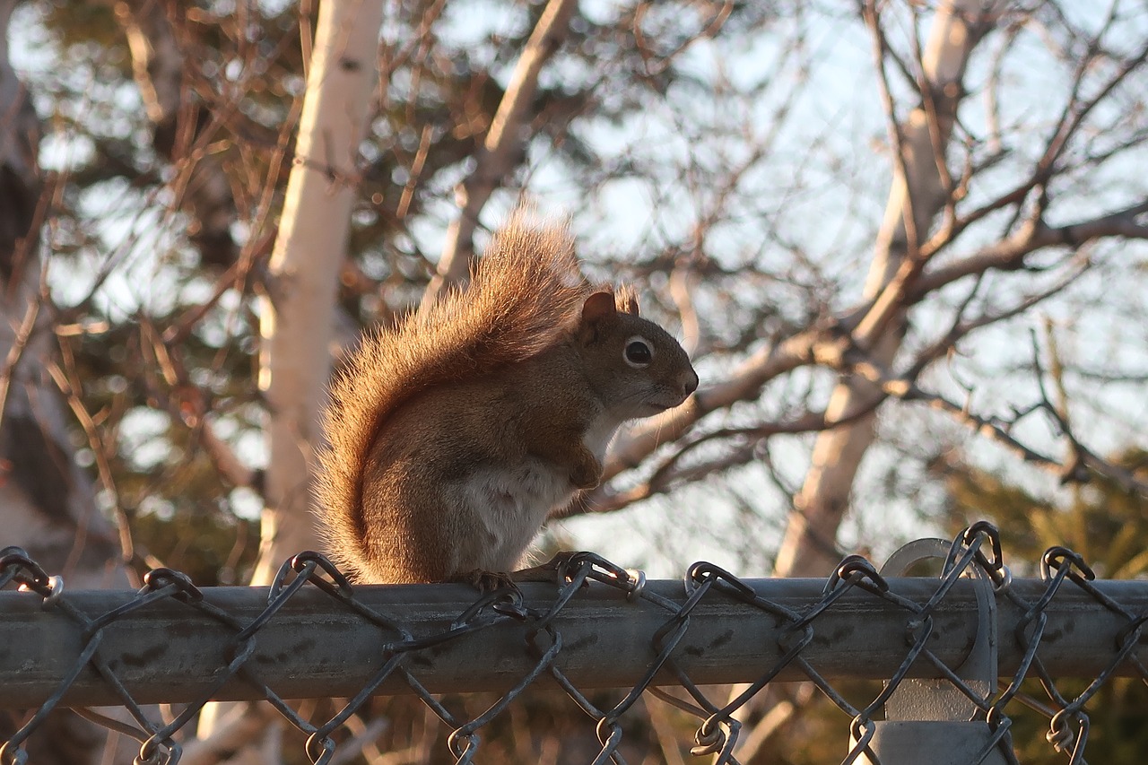 squirrel  nature  sun free photo