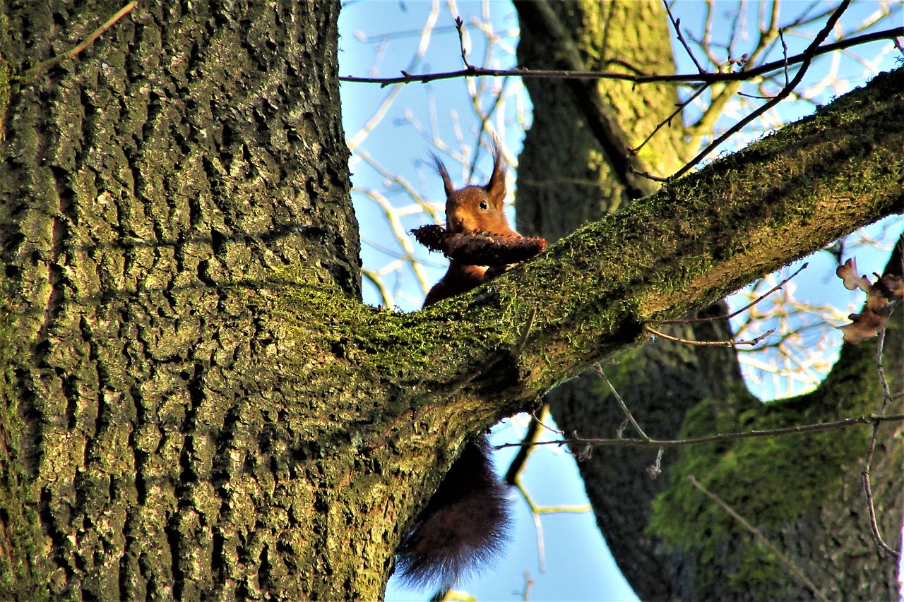 squirrel  tree  sparrenkegel free photo