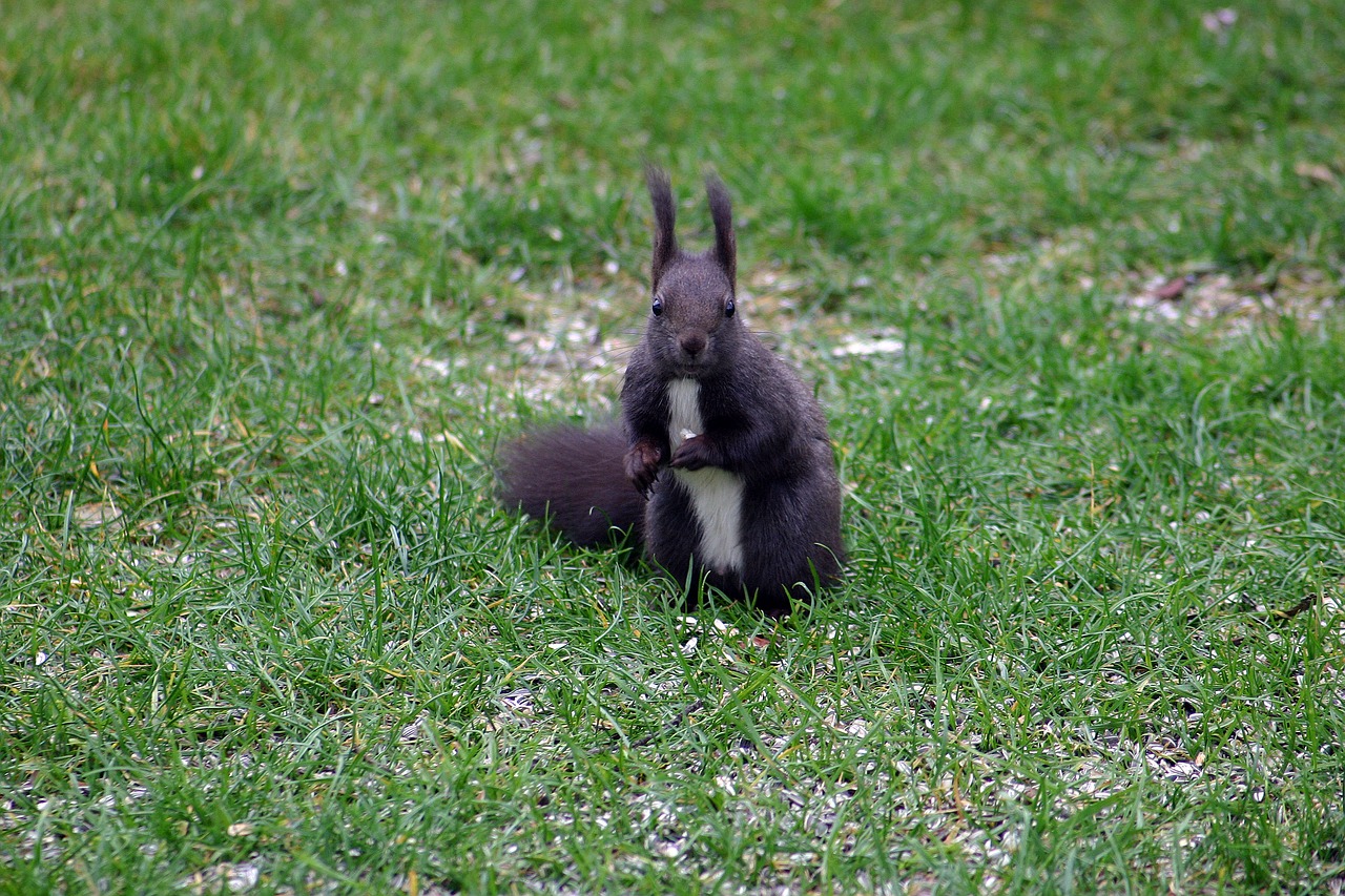 squirrel  animal  rodent free photo