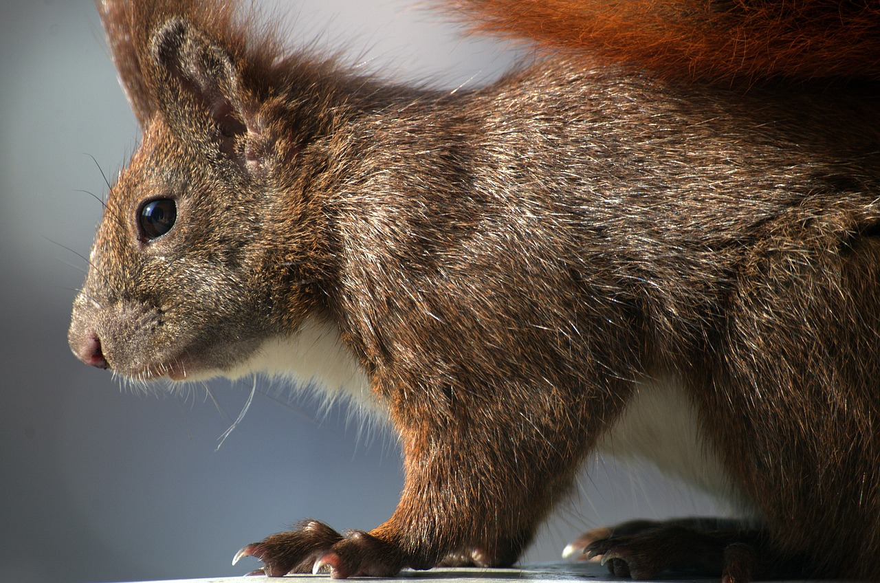 squirrel  fur  croissant free photo