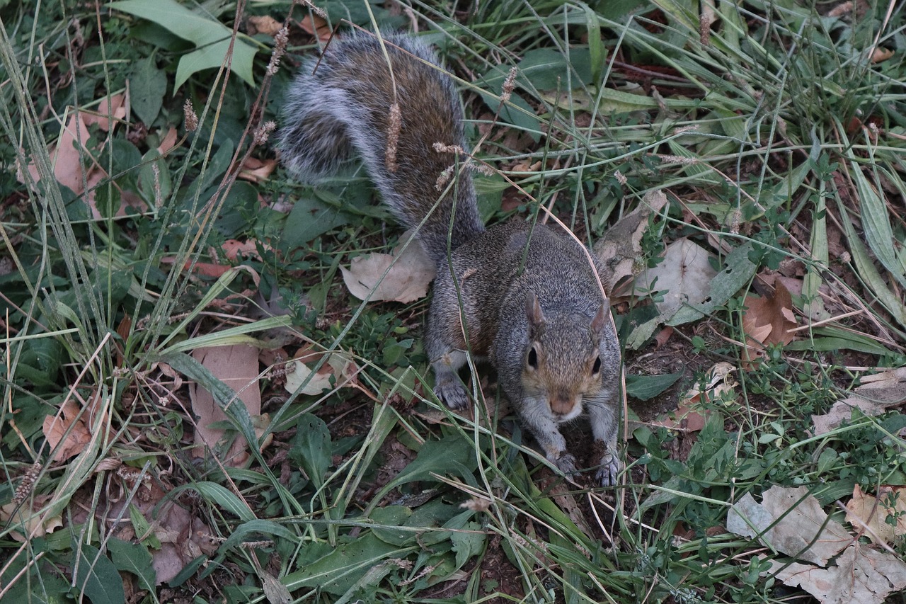 squirrel  park  nature free photo