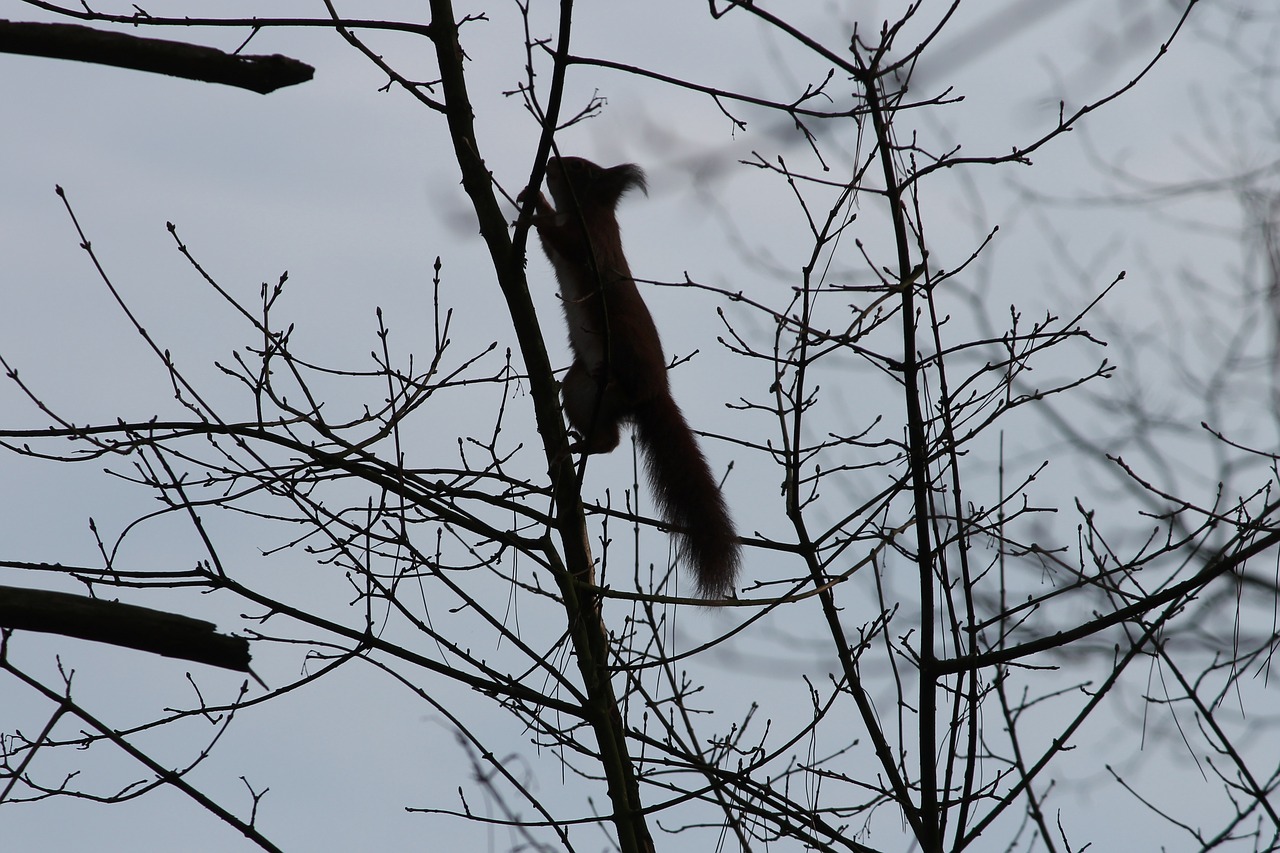 squirrel  silhouette  climb free photo