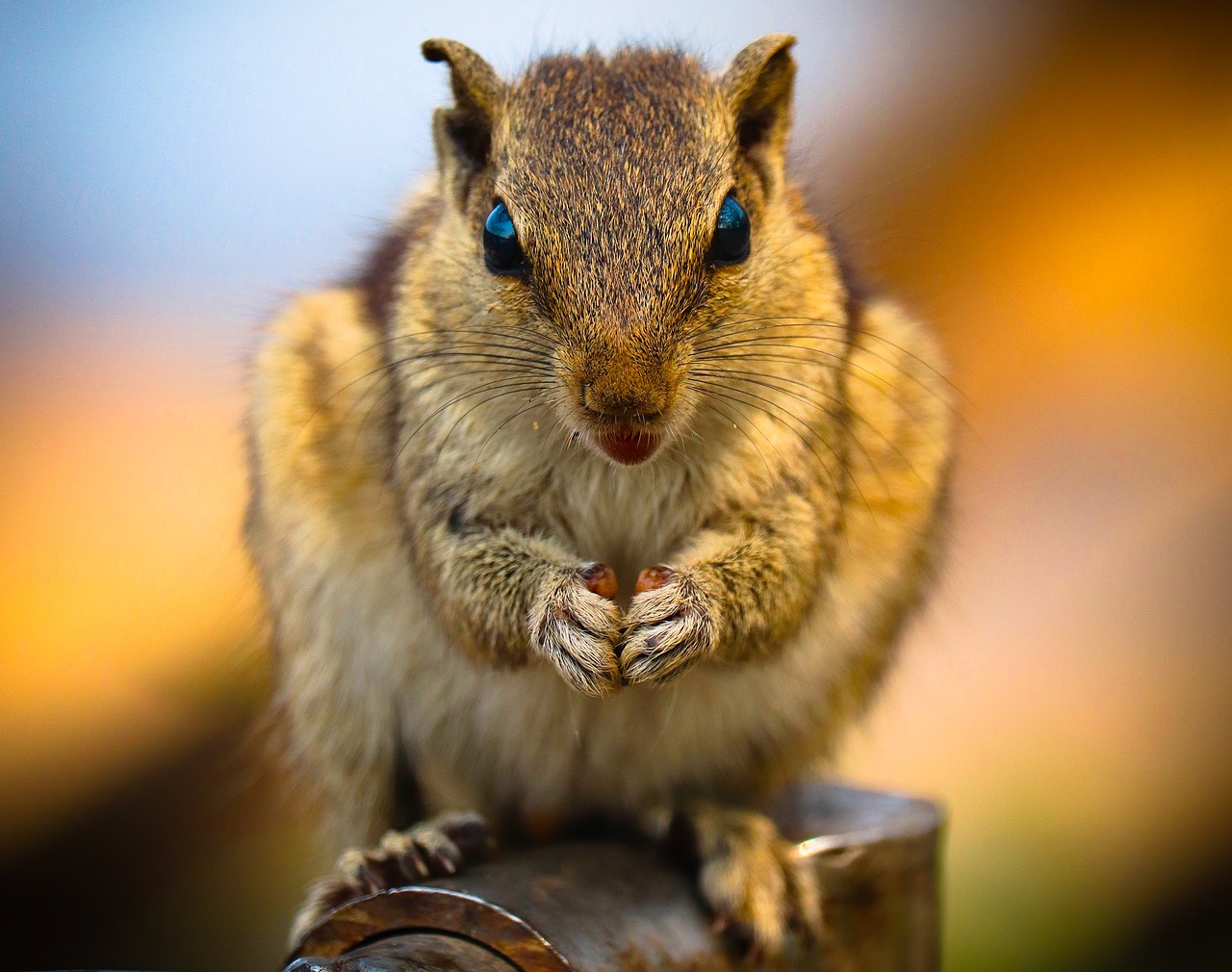 squirrel  india  cute free photo