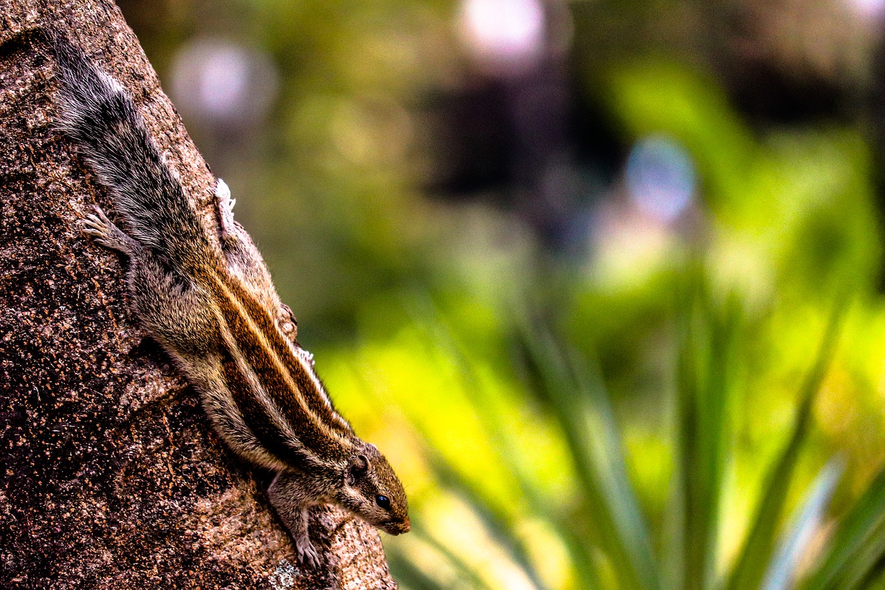 squirrel  tree  nature free photo