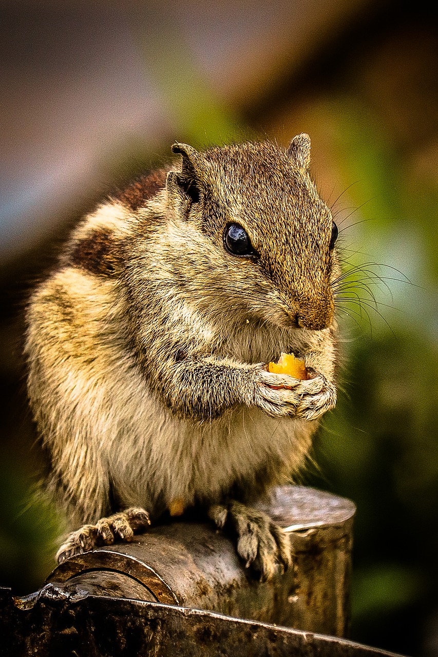 squirrel  nut  animal free photo