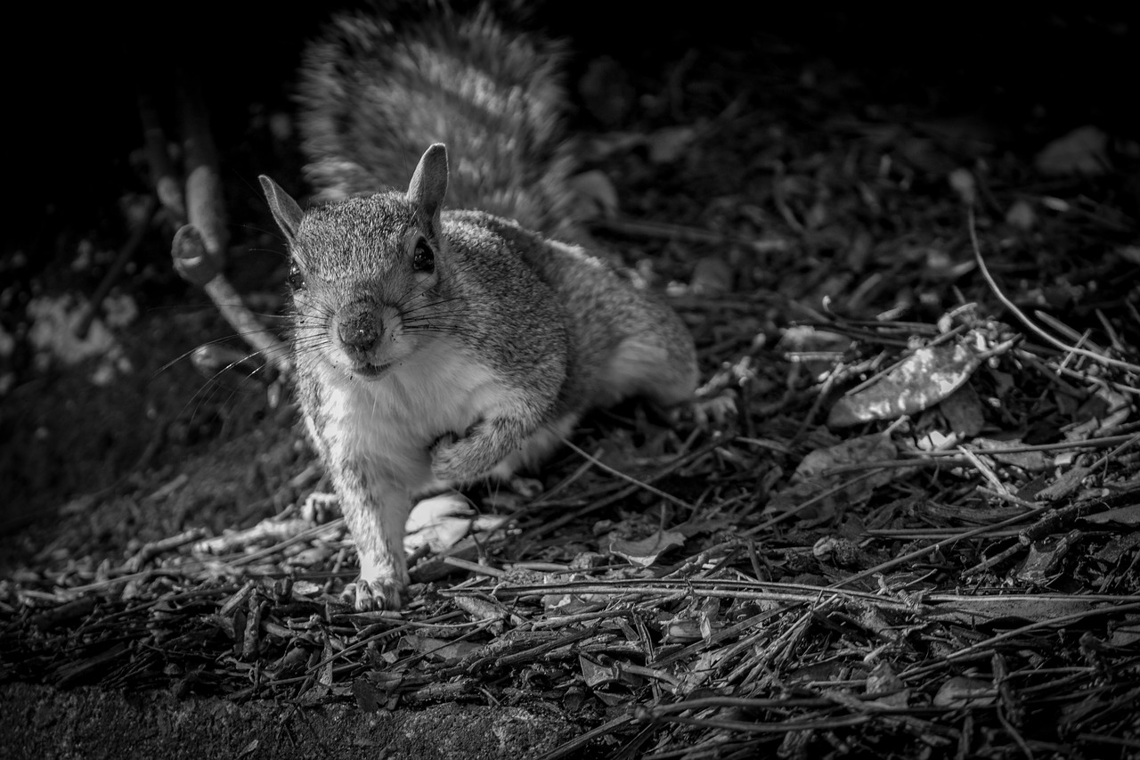 squirrel  black and white  bournemouth free photo