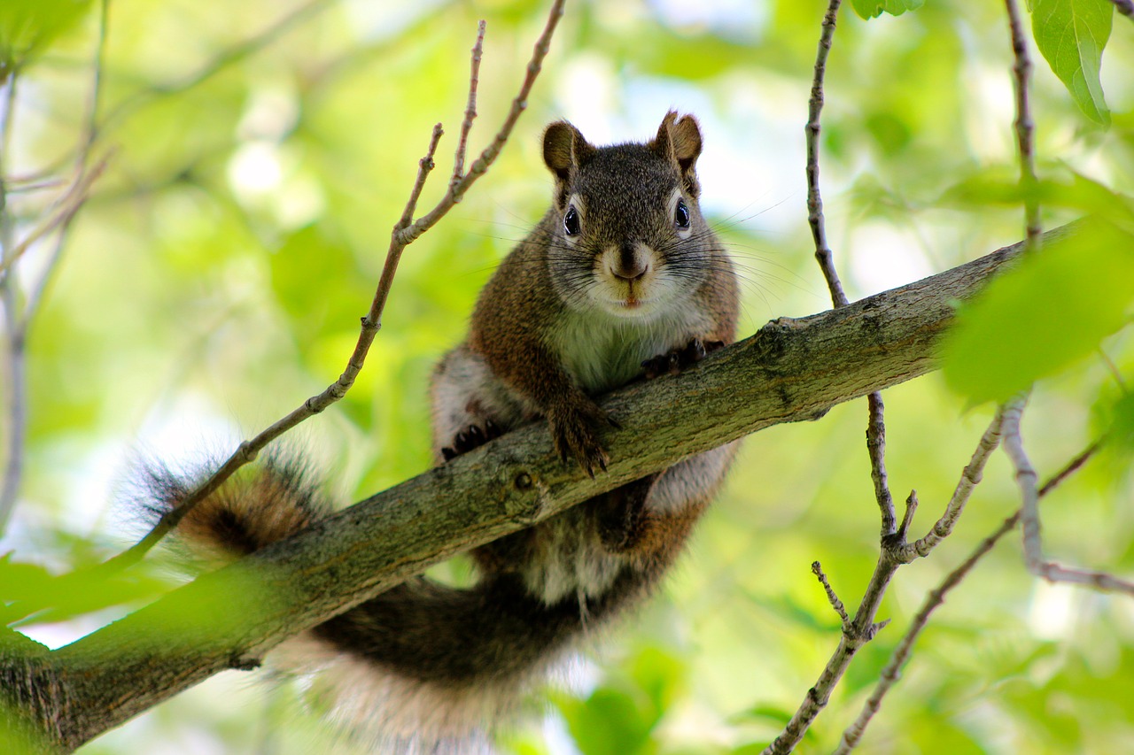 squirrel  tree  branch free photo